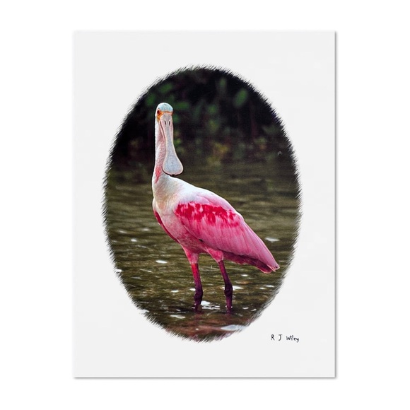 Roseate Spoonbill Bird Notecard by RJ Wiley - Picture 2 of 12